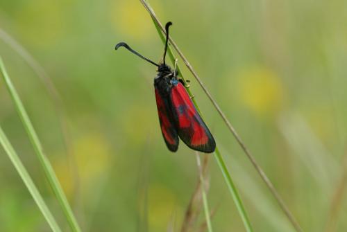 Réf. 165 251 : Zygaena loti