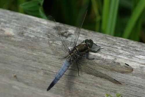 Orthetrum cancellatum