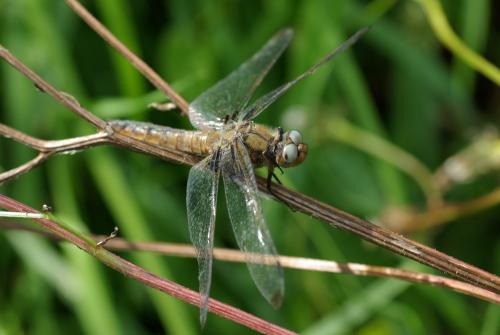 Libellula fulva