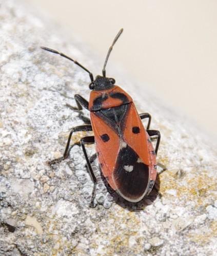 Melanocoryphus albomaculatus