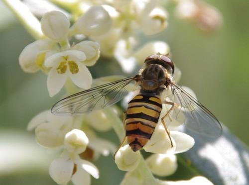 Episyrphus balteatus