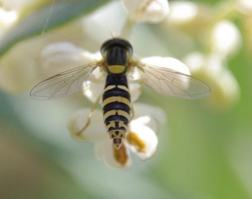 Sphaerophoria sp.