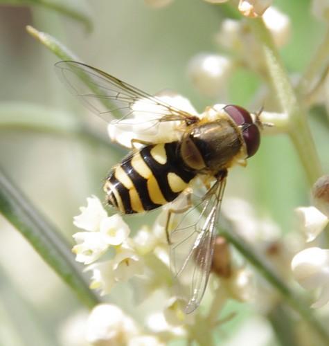 Réf. 165 380 : Syrphus ribesii