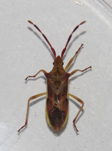 Réf. 165 351 : Gonocerus juniperi