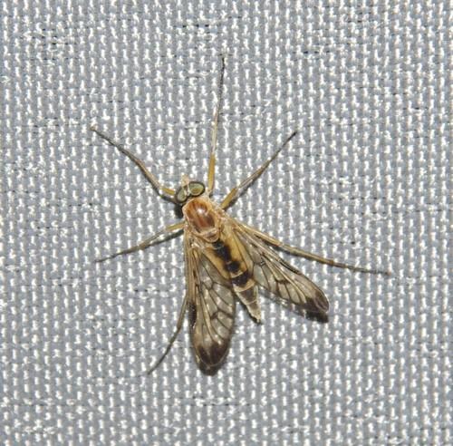Rhagio strigosus