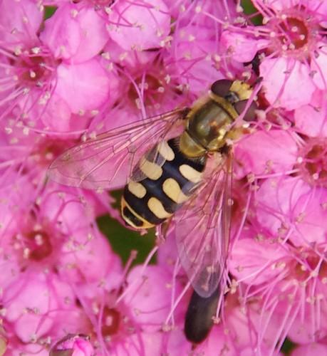 Réf. 165 902 : Eupeodes corollae