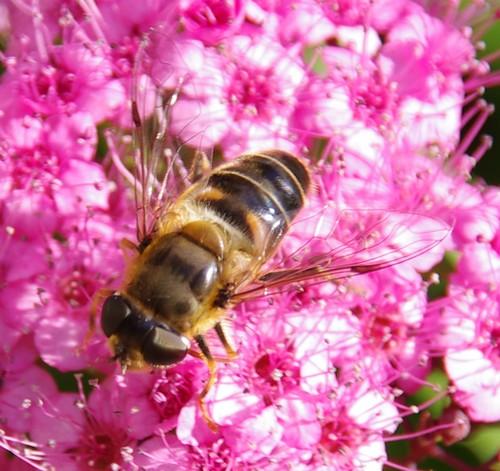 Eristalis pertinax