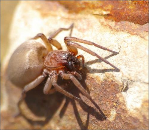 Drassodes lapidosus