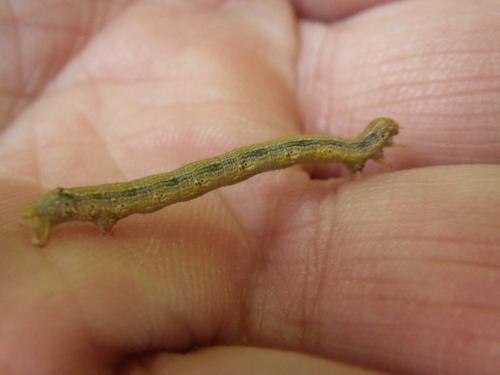 Agriopis sp.