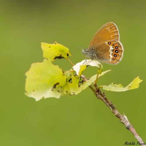 Réf. 165 167 : Coenonympha hero