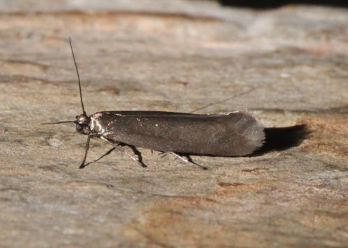 Scythris obscurella