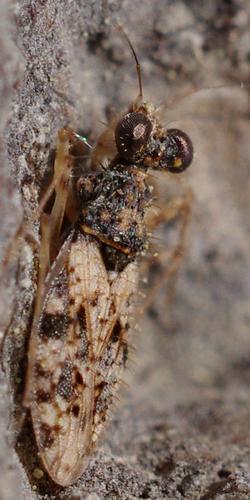 Leptopus marmoratus