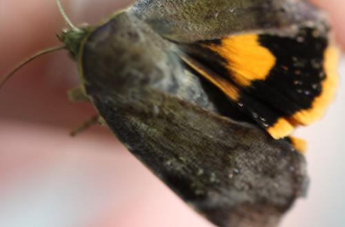 Noctua janthina