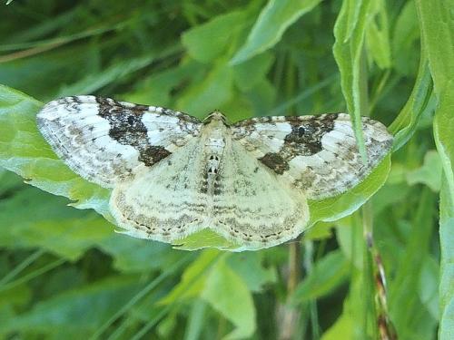 Réf. 165 495 : Xanthorhoe montanata