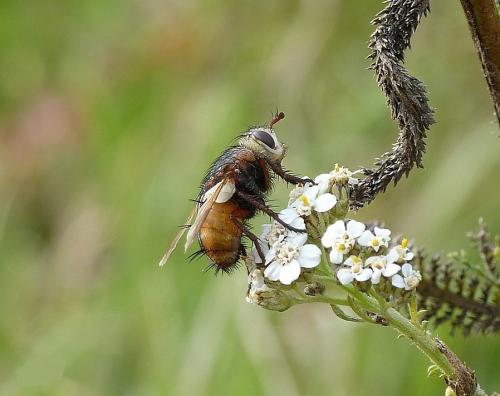 Réf. 165 095 : Tachina magnicornis