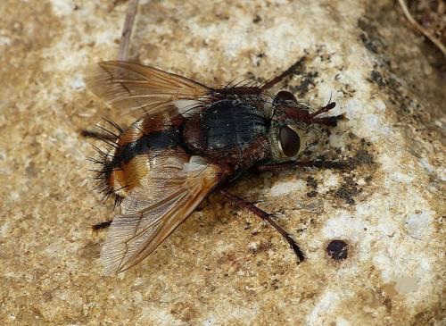 Réf. 165 104 : Tachina magnicornis