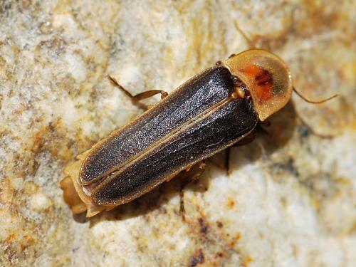 Nyctophila reichii