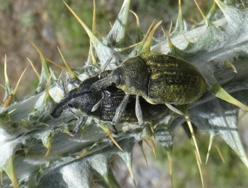 Réf. 165 364 : Larinus latus