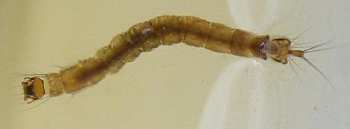 Dixella sp.