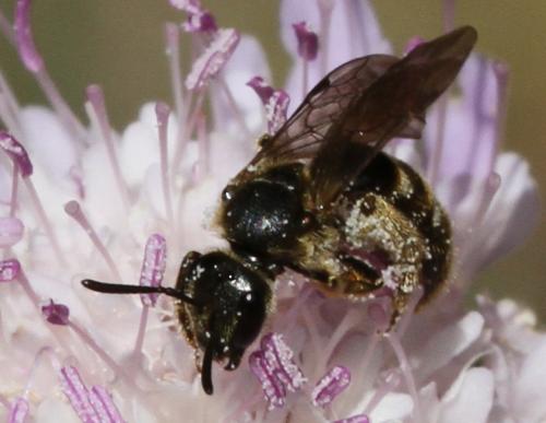 Lasioglossum sp.
