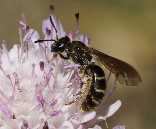 Lasioglossum sp.