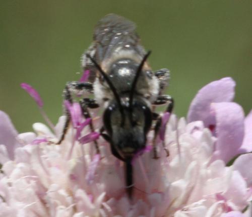 Réf. 165 134 : Lasioglossum albocinctum