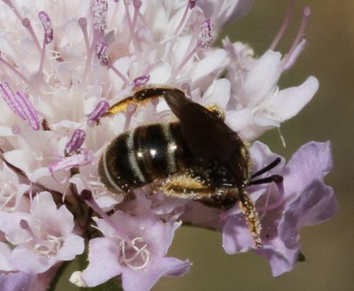 Lasioglossum sp.