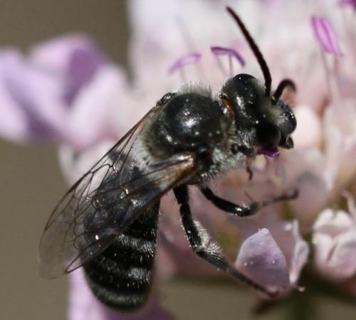 Lasioglossum albocinctum