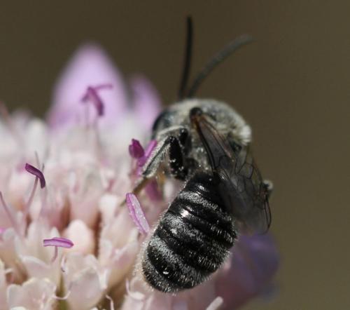 Lasioglossum albocinctum