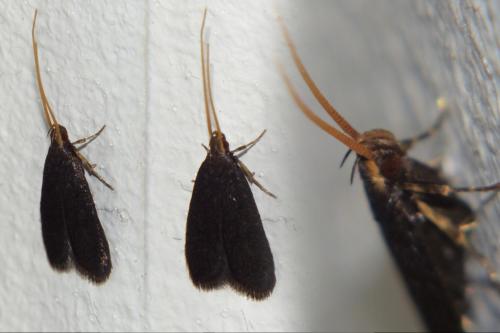 Réf. 165 771 : Lecithocera nigrana