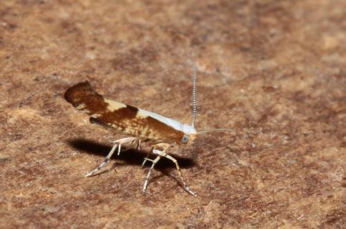 Argyresthia pruniella