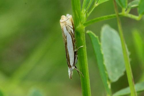 Réf. 165 694 : Crambus pascuella