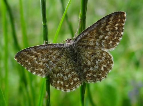 Réf. 165 362 : Scopula immorata