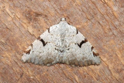 Macaria wauaria