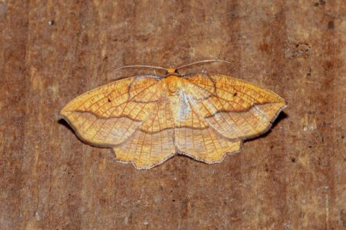 Epione repandaria