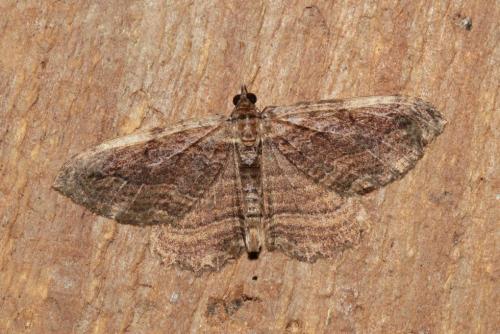 Réf. 165 513 : Philereme transversata