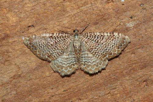 Hydria undulata