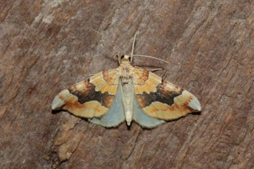 Réf. 165 582 : Cidaria fulvata