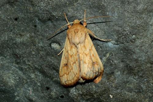 Mythimna vitellina