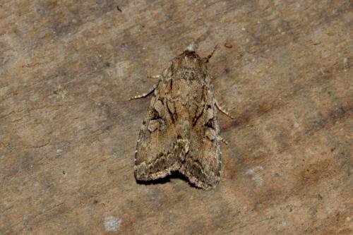Apterogenum ypsillon