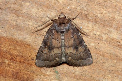Réf. 165 703 : Charanyca ferruginea