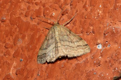 Réf. 165 198 : Scopula rubiginata