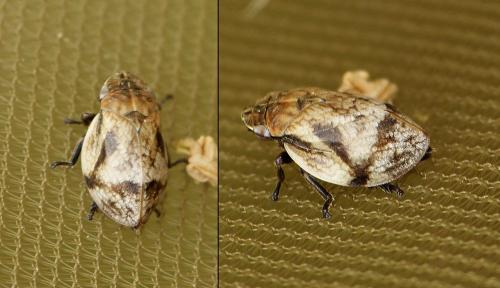 Lepyronia coleoptrata
