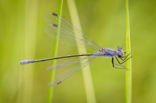 Réf. 165 434 : Lestes macrostigma