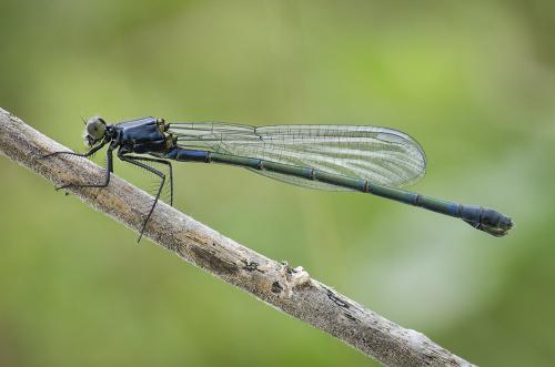 Réf. 165 433 : Lestes macrostigma