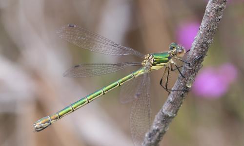 Lestes dryas