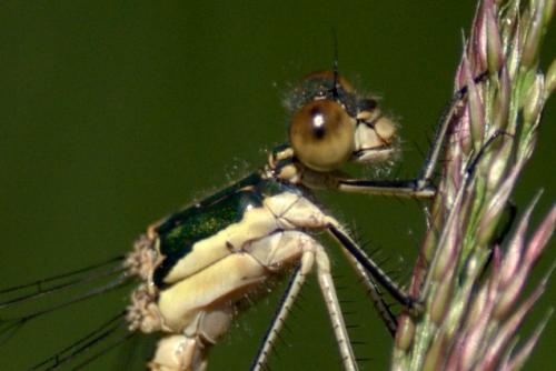 Lestes dryas