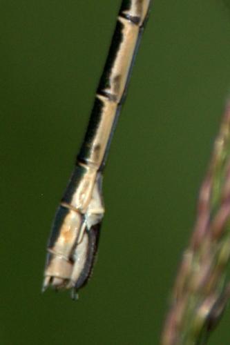 Lestes dryas