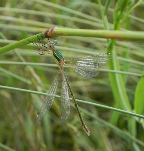 Lestes barbarus