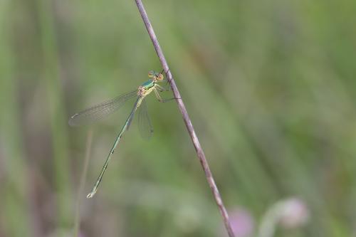 Lestes virens